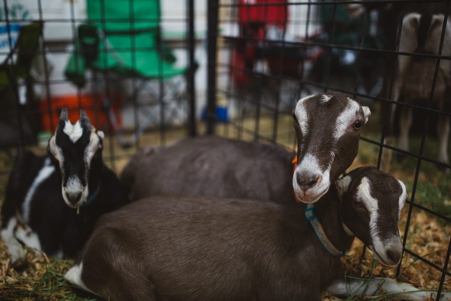 photos-we-found-the-cutest-animals-at-the-washington-state-fair