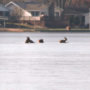 Residents plead for rescue of three deer stranded on Fishers Lake