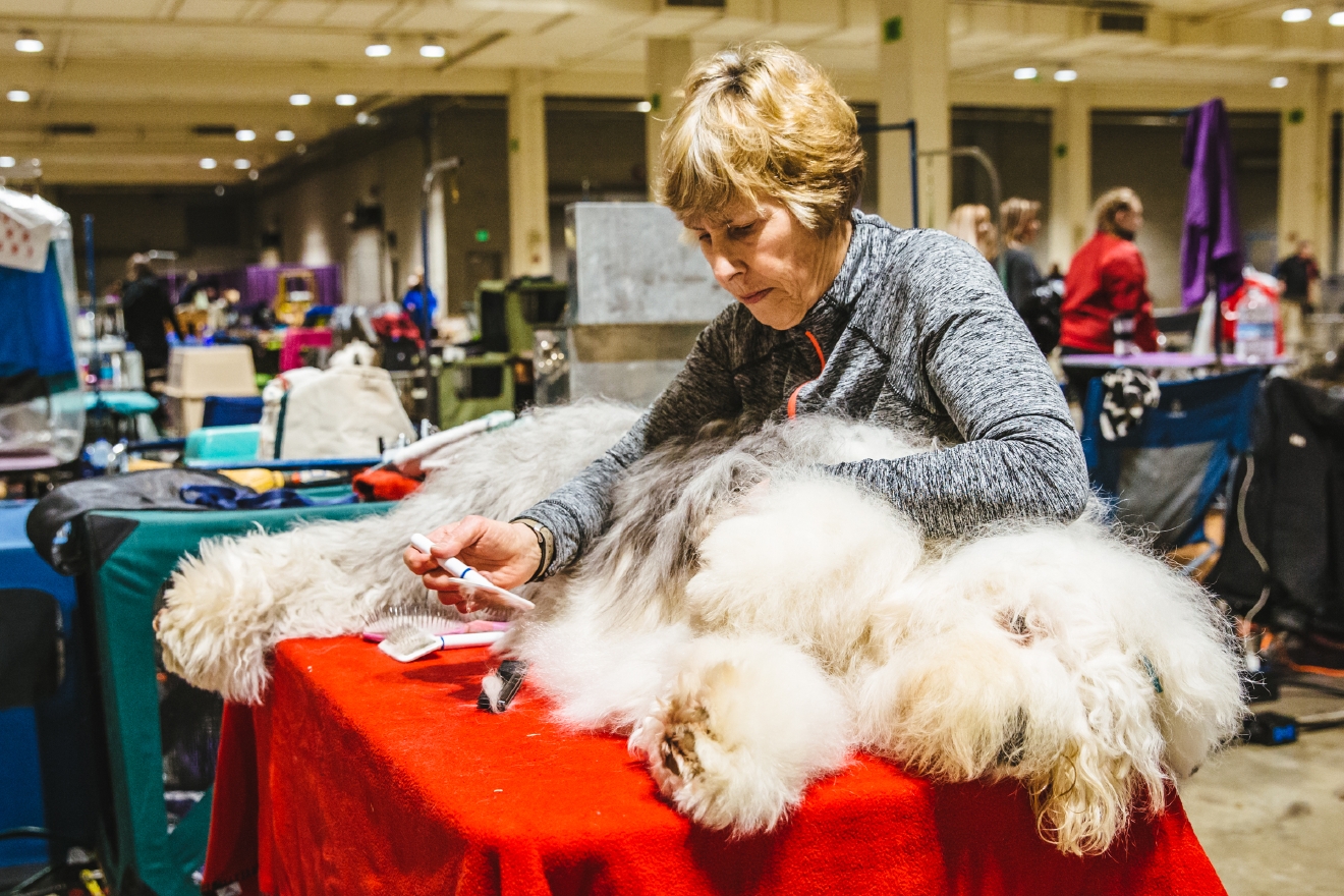 Photos Touring the Grooming Room of the Seattle Dog Show Seattle Refined