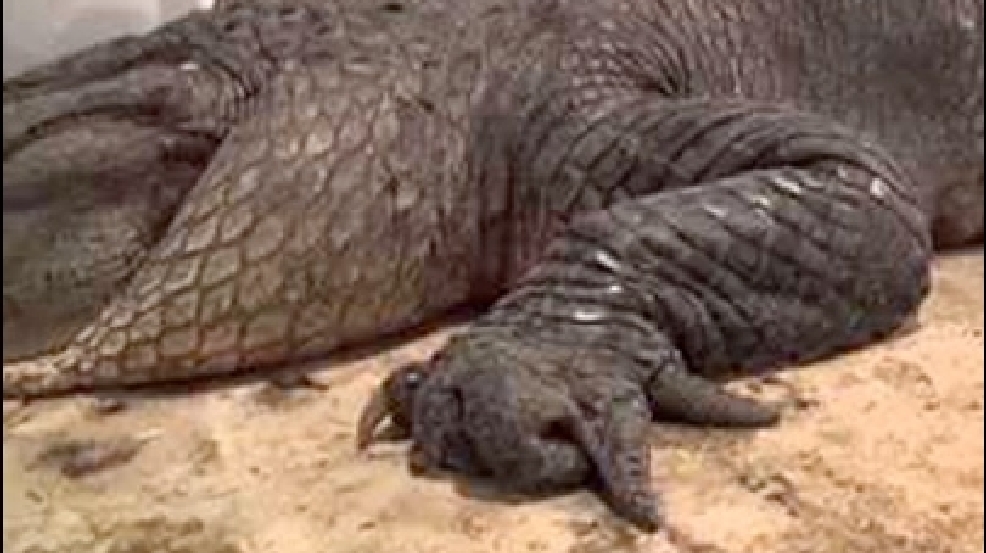 130903_alligator.jpg
