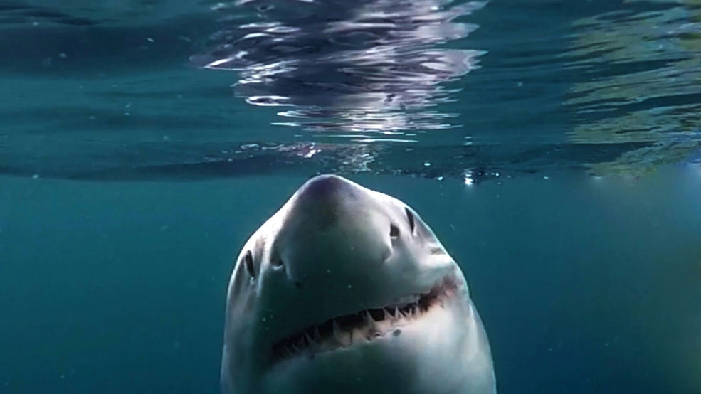 woah-there-are-some-massive-great-white-sharks-off-south-carolina-wcyb