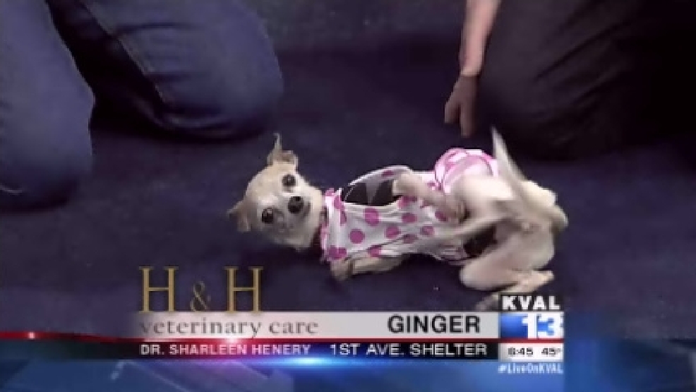 pet_ginger3.jpg