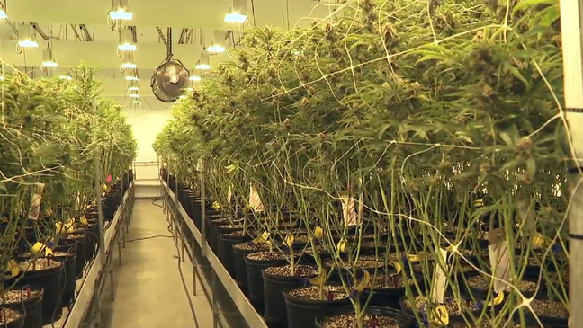 Medical marijuana industry sprouts in Maryland