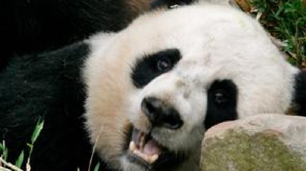 panda cam national zoo