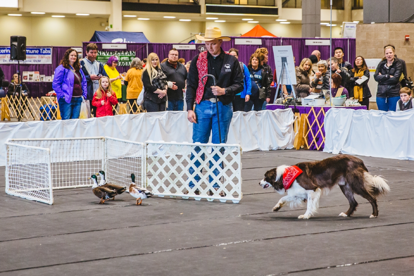 Photos The Seattle Dog Show Is Everything You Need Right Now (And More