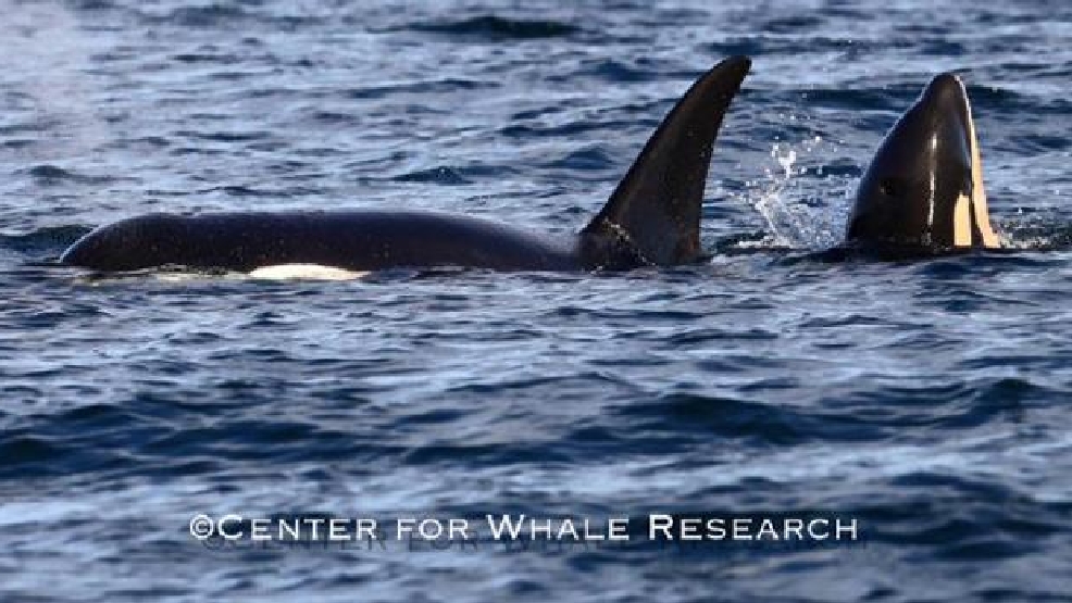 Endangered Puget Sound orca pod celebrates new birth KATU