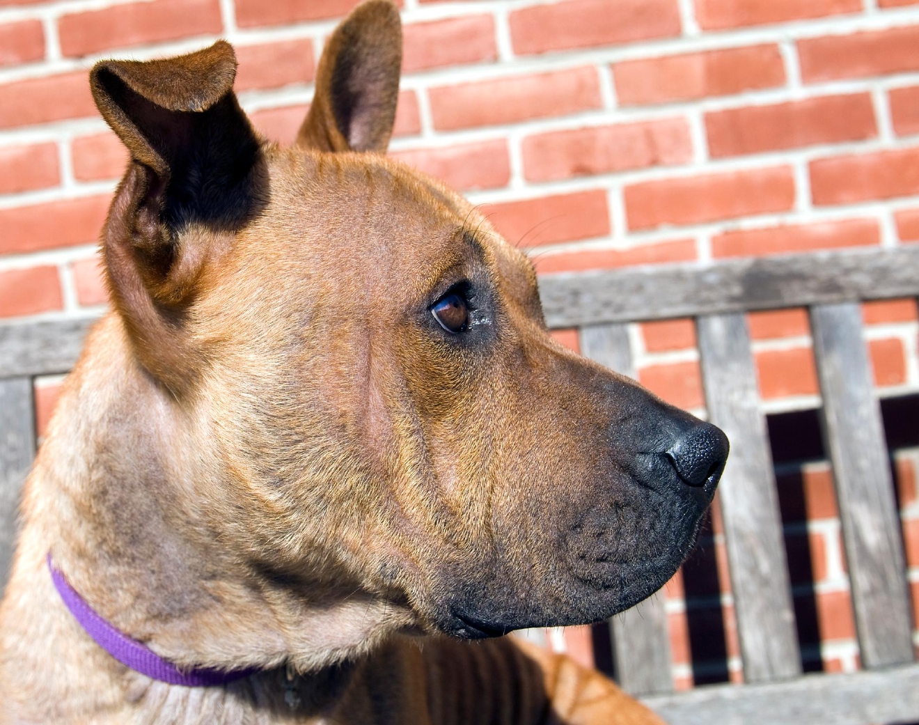 Pet of the Week Rhino the dog WJLA