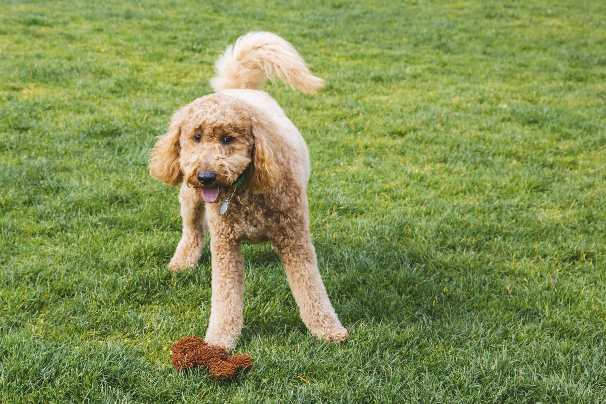 RUFFined Spotlight Rosie the GoldenDoodle Seattle Refined