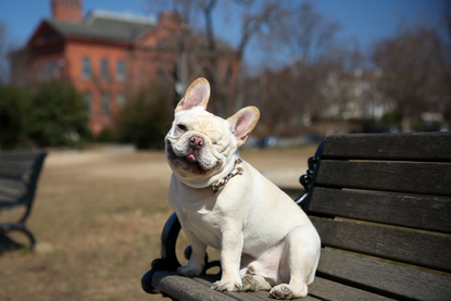 one eyed french bulldog