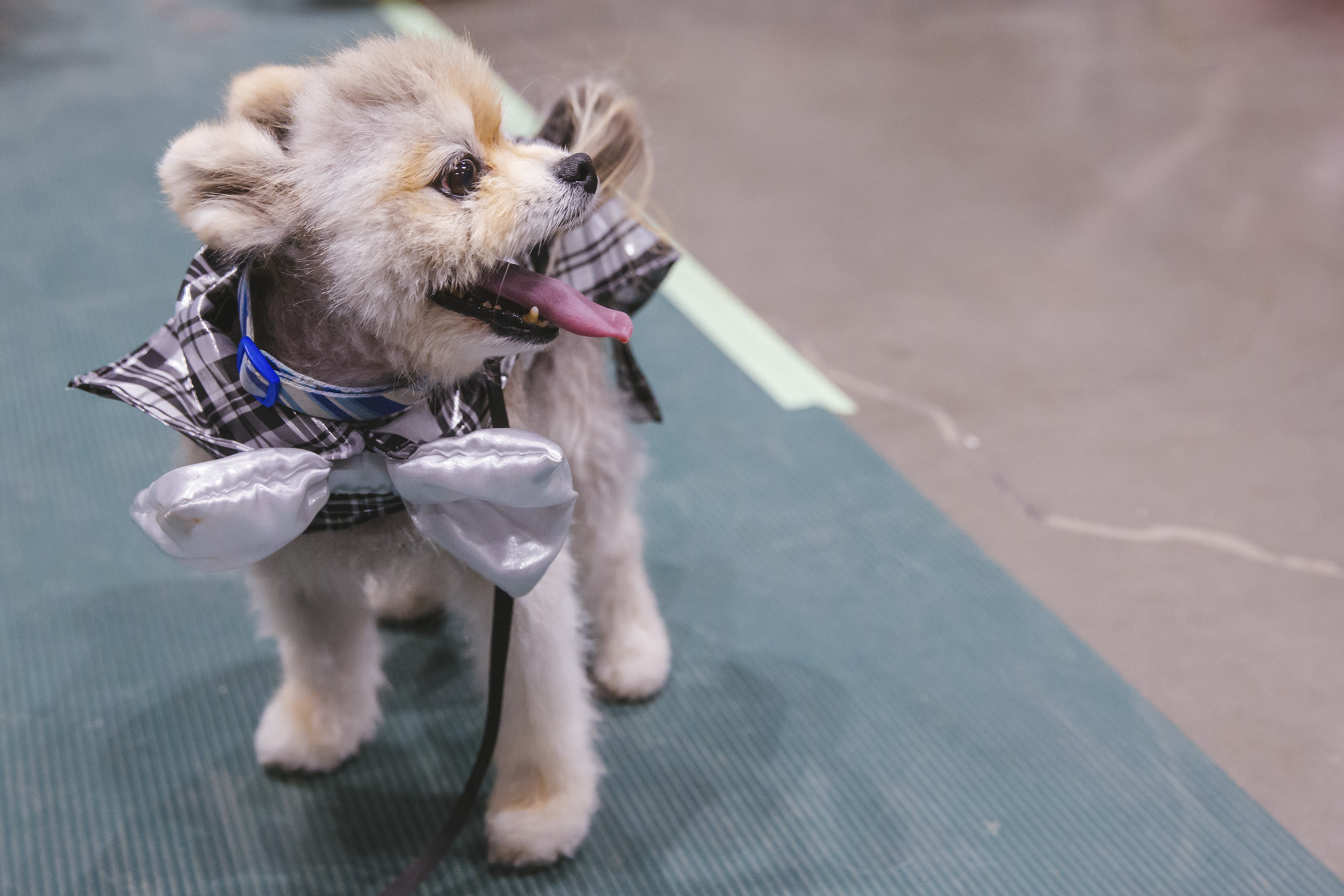 behind-the-scenes-of-a-couture-dog-fashion-show-seattle-refined
