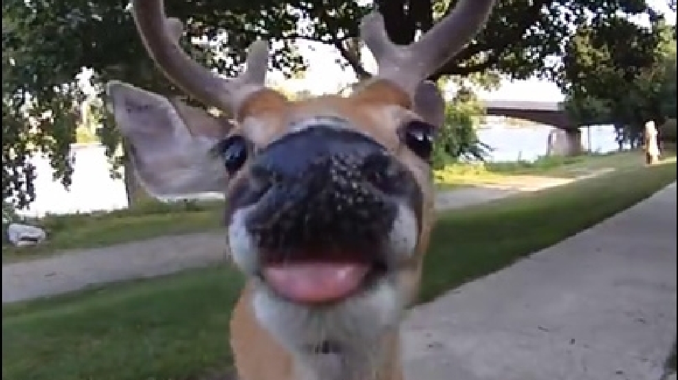 140729_deer_licker1.jpg