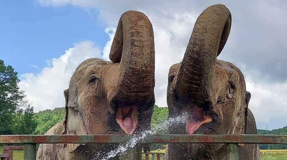 VIRAL VIDEO These elephants at a Tennessee sanctuary are having the best summer ever WTVX