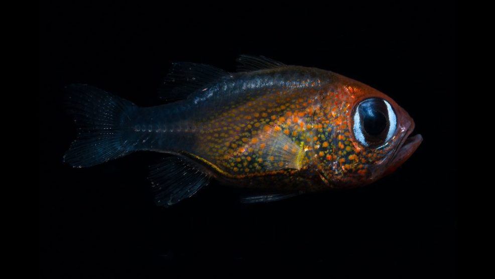 Scientists discovered 71 new species this year WMSN