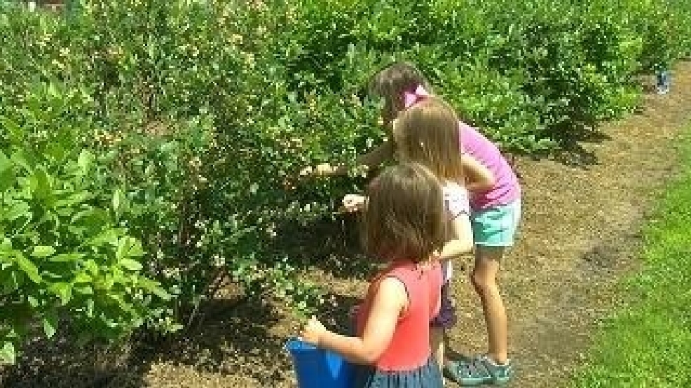 Several PickYourOwn Berry Farms Now Open KTUL