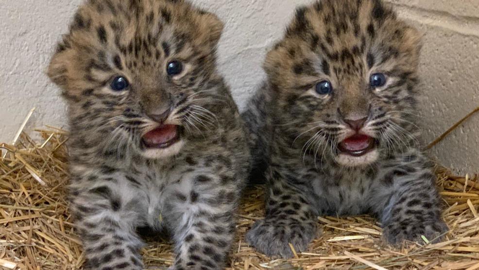 Winning names of two baby Amur leopards announced at NYS Fair (PHOTOS