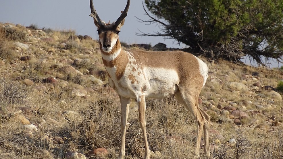 Rare piebald pronghorn spotted in northeast Utah KUTV