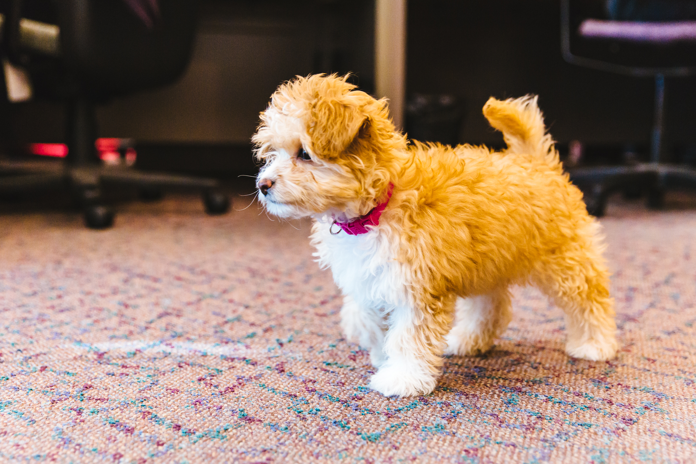 Maltipoo Seattle - ama65wj