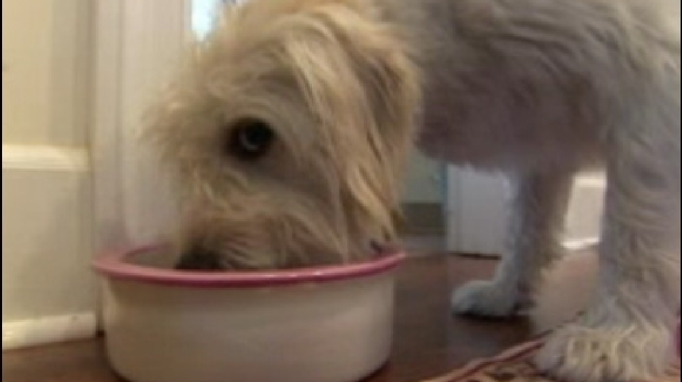 130312_connie_dog.jpg