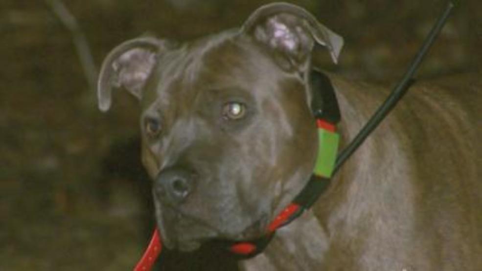 Video shows dog escape attacking coyotes in NH yard WGME