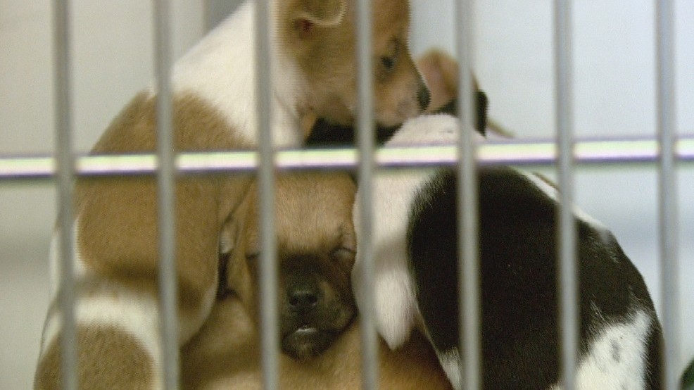 Controversial new Fresno County Animal Control euthanization rules | KMPH