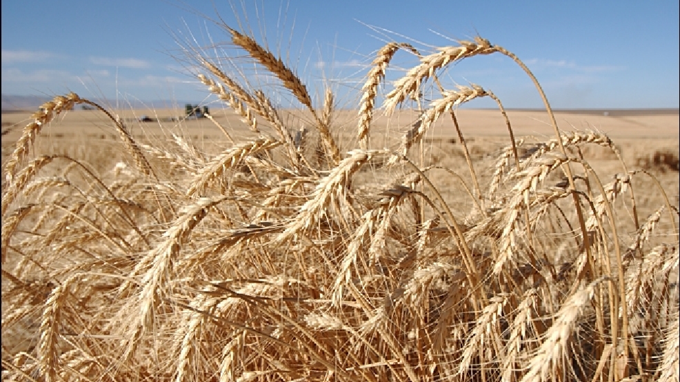 130529-Oregon-Wheat-660.jpg