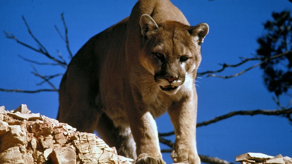 Cougar Spotted In Michigan 1st Verified In Lower Peninsula Wsbt 