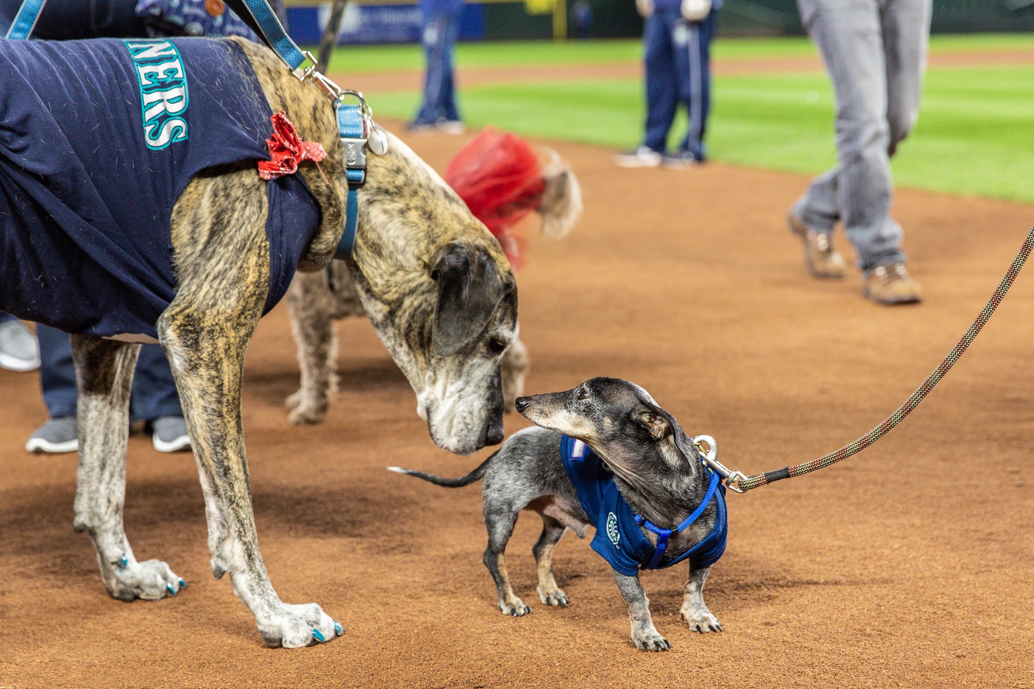 Photos Dogs steal the spotlight at Mariners' first Bark at the Park of