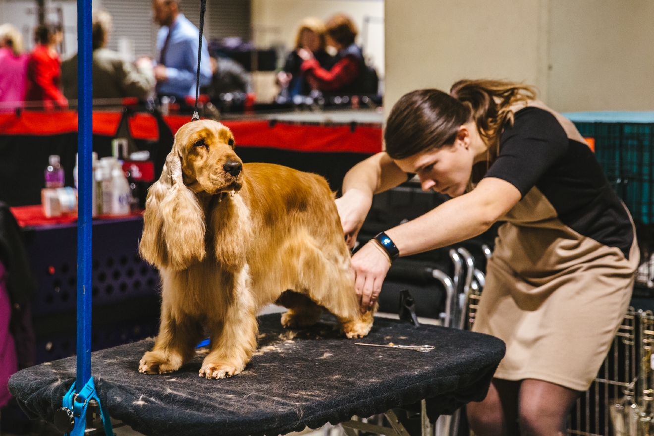 Dog grooming salon in Seattle
