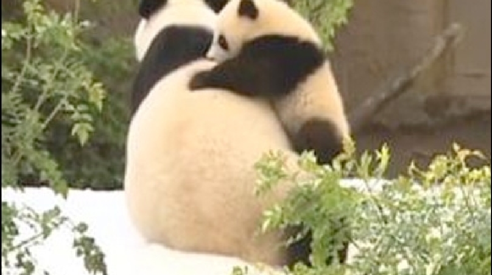 130321_panda.jpg