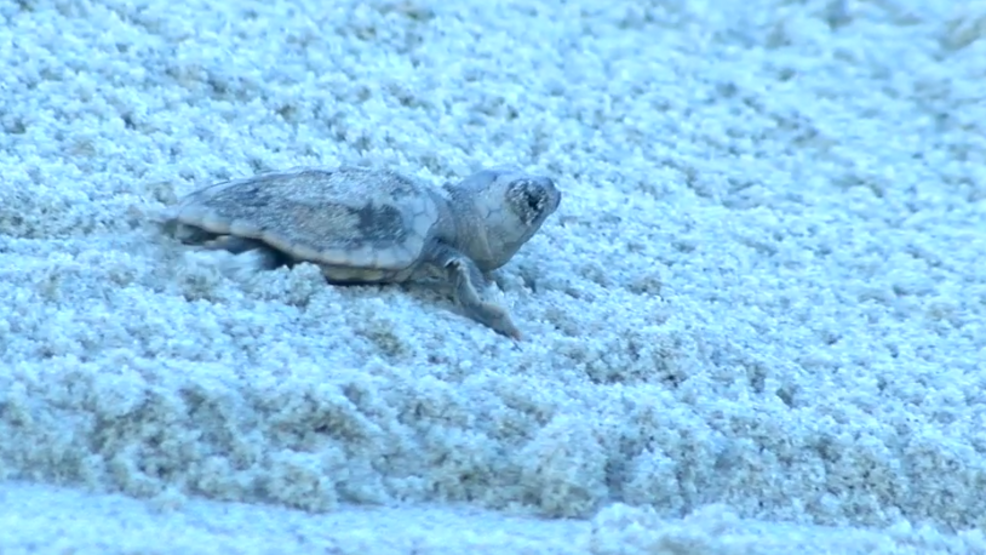 Hundreds of sea turtles eggs hatch in North Myrtle Beach WCIV