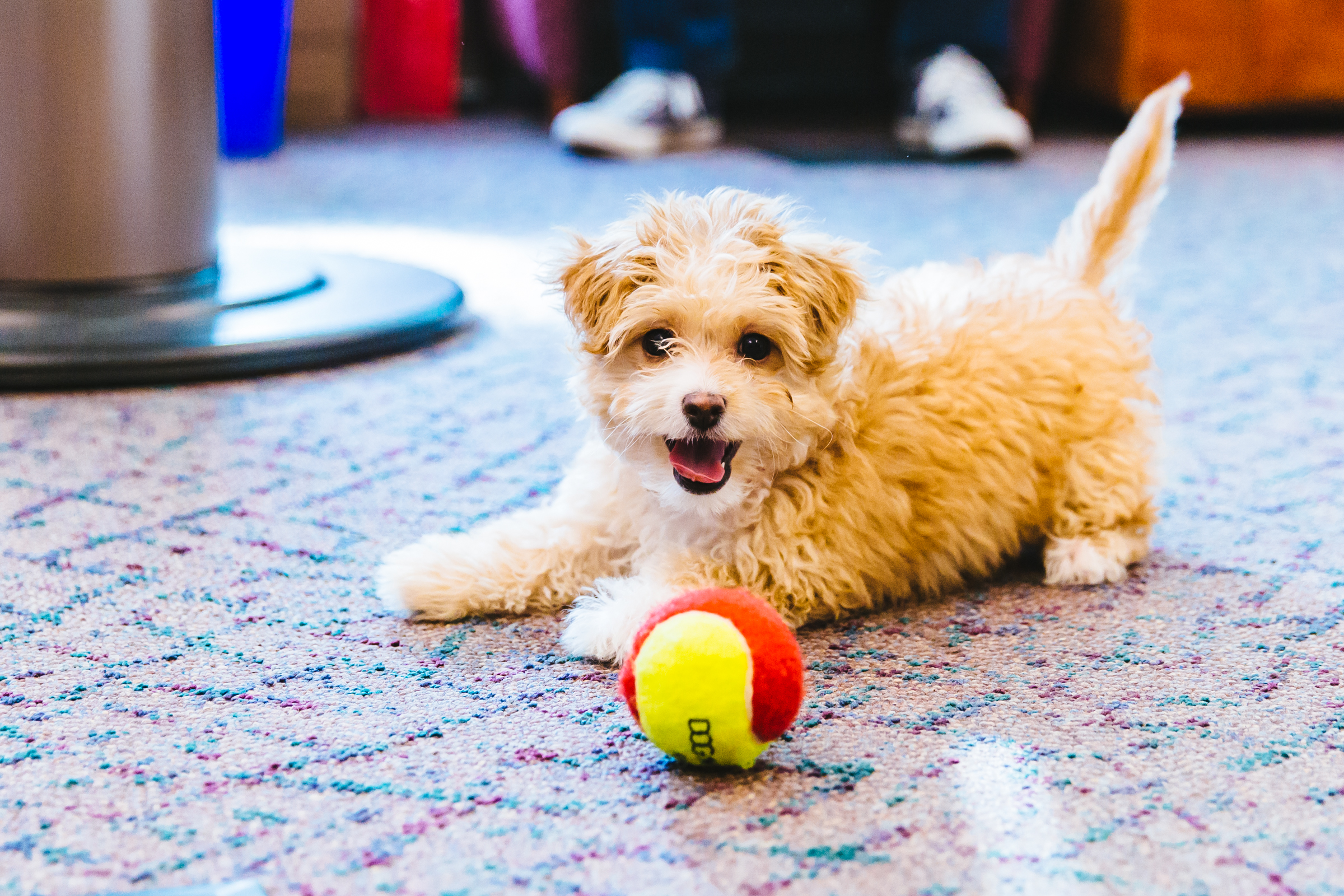 Maltipoo Seattle - 1ada2jh