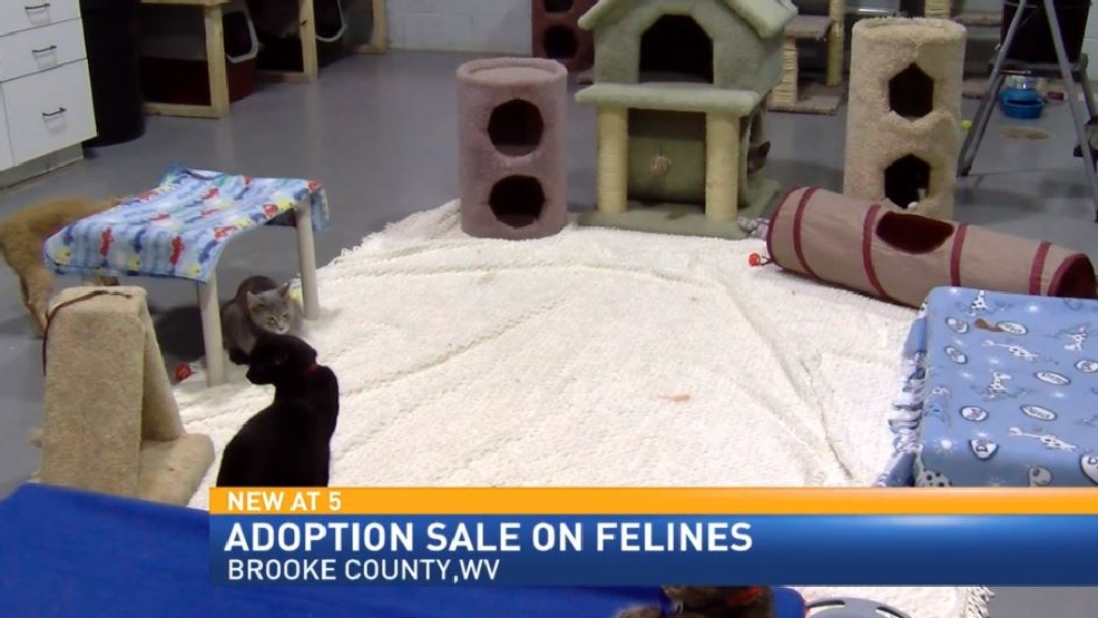 Cat adoptions 10 at Brooke County Animal Shelter WTOV