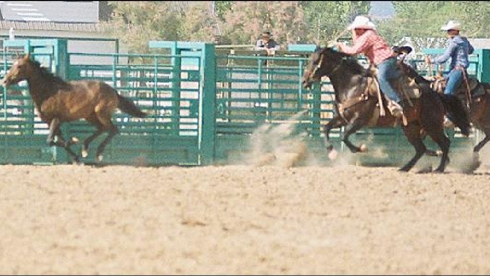 130513-horse-tripping-660.jpg_BIM.jpg