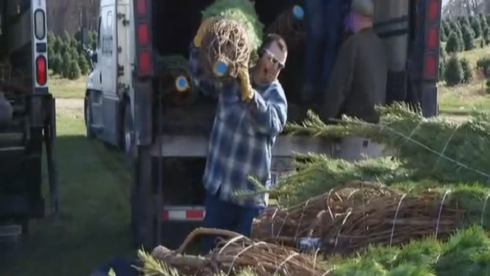 christmas tree growers in central ohio prepare for after christmas tree growers in central ohio prepare for after