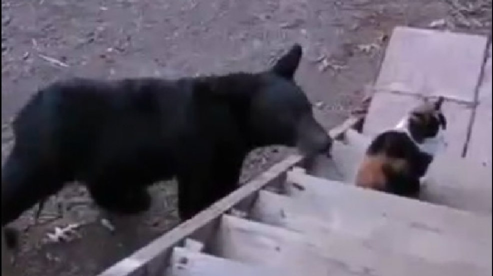 131231_bear_cat_tb.jpg
