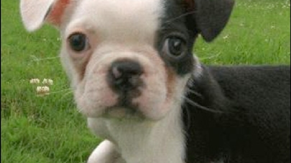 130730_terrier.jpg