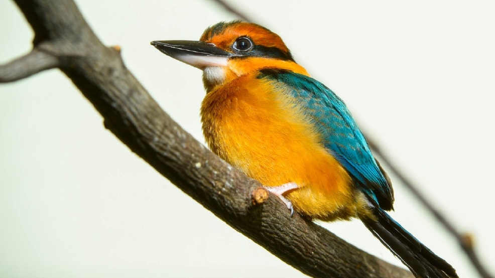 Endangered bird dies at Smithsonian Zoo's Bird House | WJLA