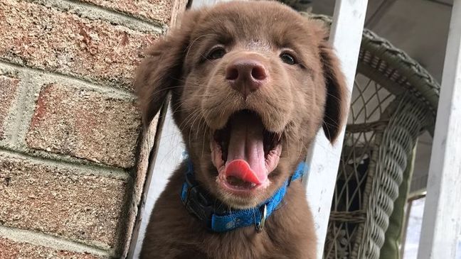 Tail Waggin' Wednesday, March 28