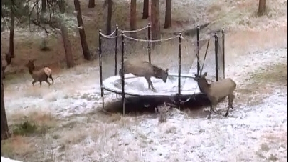 131105_elk_trampoline_tb.jpg
