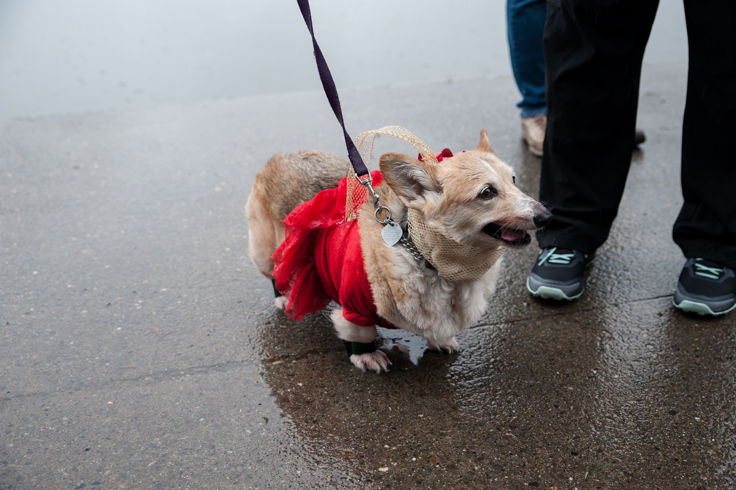 Photos Ugly Sweaters, Cute Can't Lose! Annual walk carries on