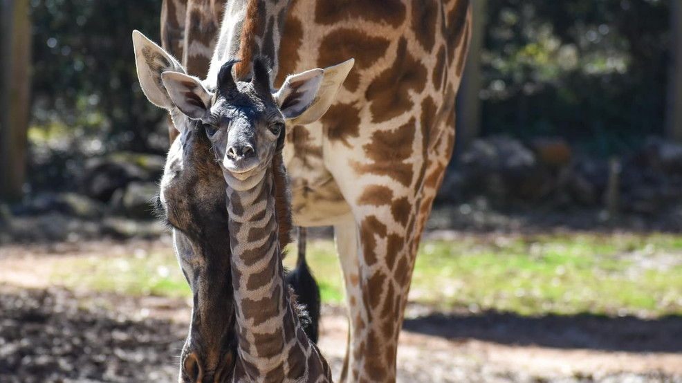 My name is … The newest baby giraffe at the Greenville Zoo needs a name, see how