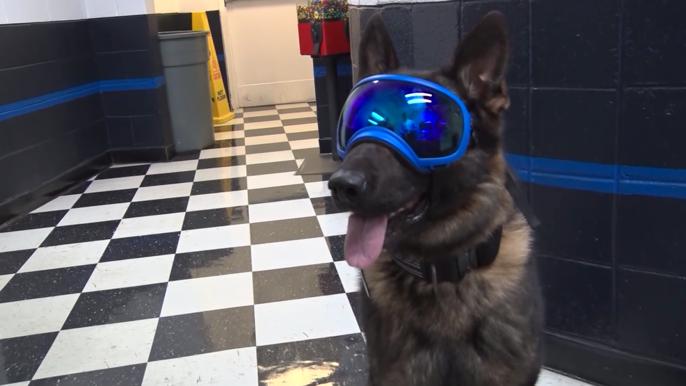 Donated goggles protect police K9's on their job WLOS