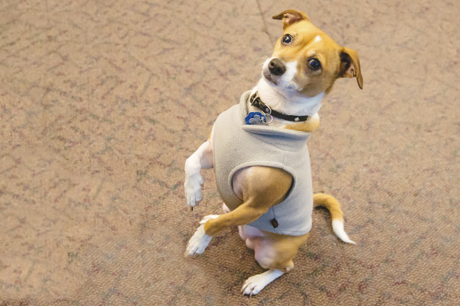 RUFFined Spotlight Maxine 'Maxi' the Rat Terrier Seattle Refined