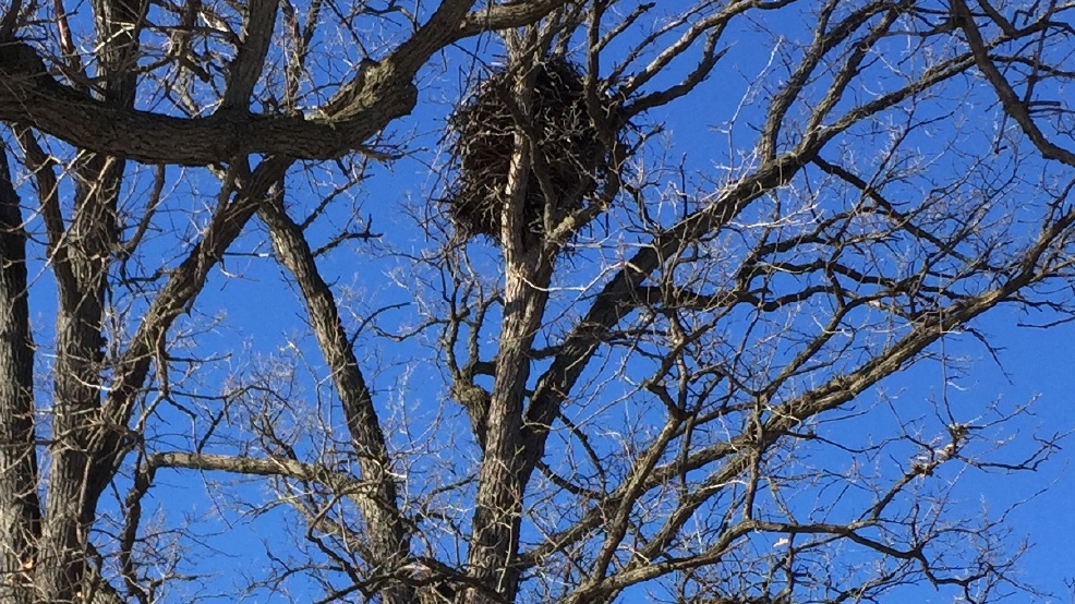 Hair loss intelligence overview