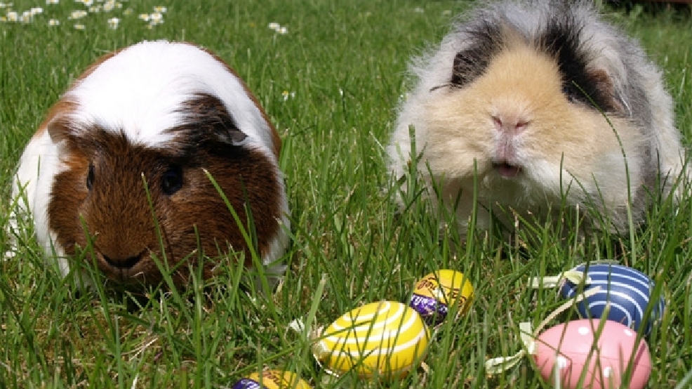 Photos Pets on parade in their Easter best KOMO