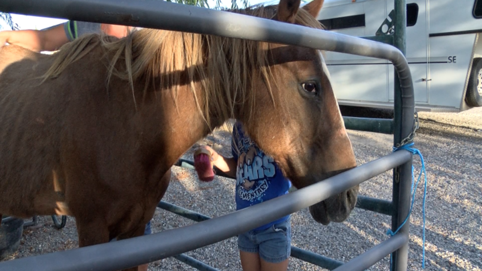 Neglected Horse Rescued by Rescue Organization KEPR