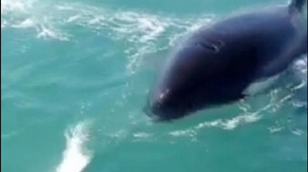130611_orca_snatch.jpg