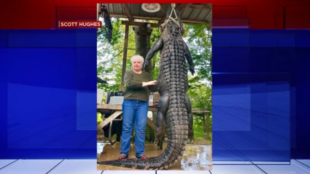 Image result for Texas grandma shoots, kills massive gator linked to missing miniature horse