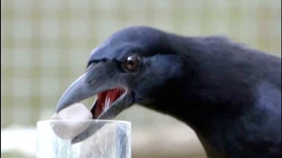 140213_crow.jpg