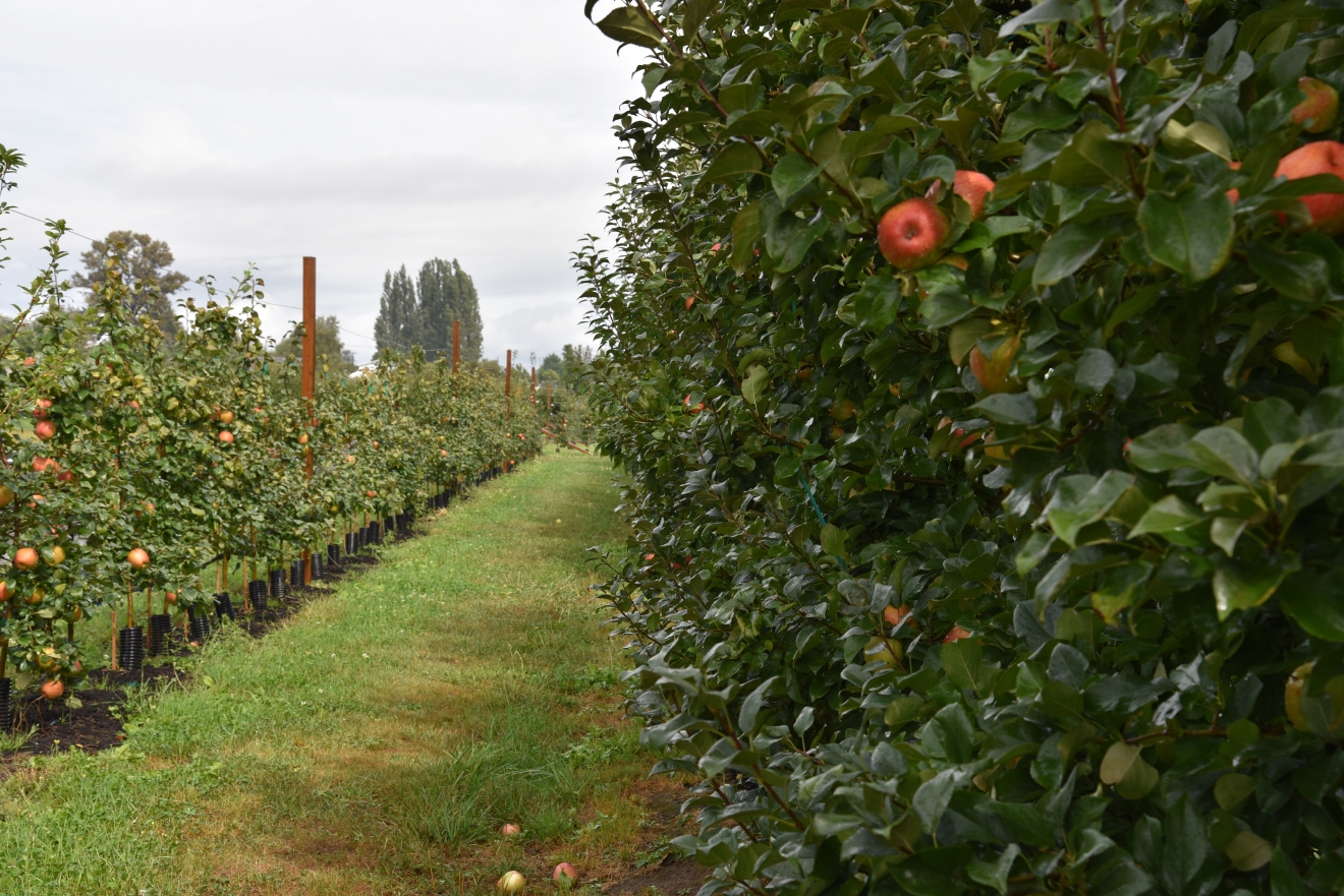 5 UPick orchards to visit this Apple Season Seattle Refined